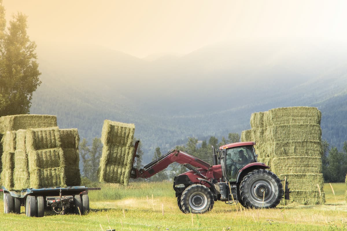 Tractor stacking hay.